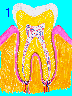 Healthy Tooth